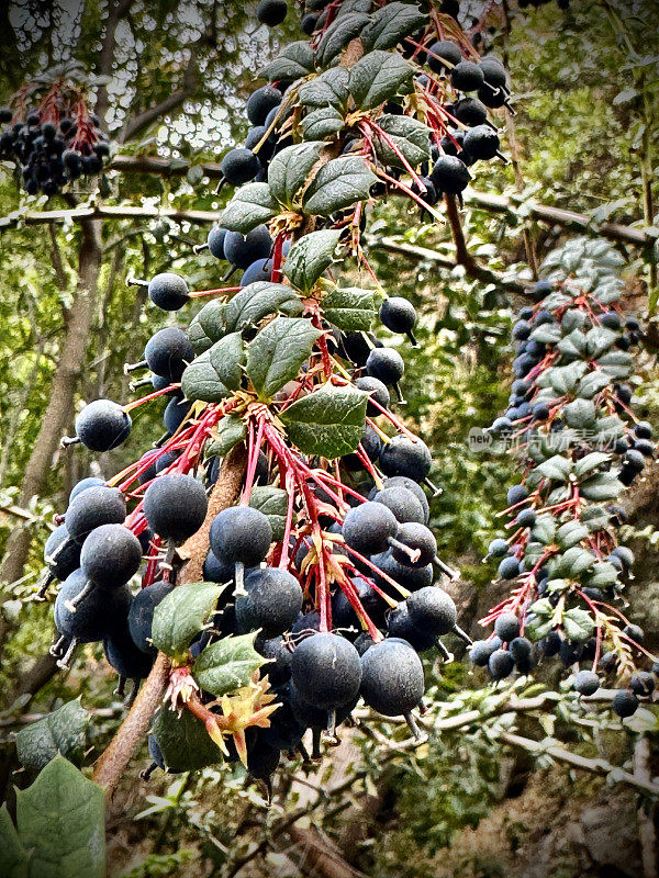达尔文小檗(berberis darwinii)原产于智利和阿根廷，上面有一串串蓝黑色的小浆果挂在带刺的叶子旁边